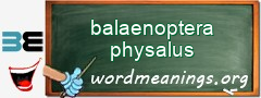 WordMeaning blackboard for balaenoptera physalus